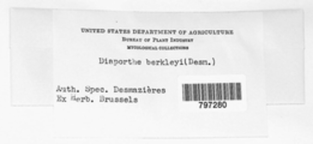 Diaporthe angelicae image